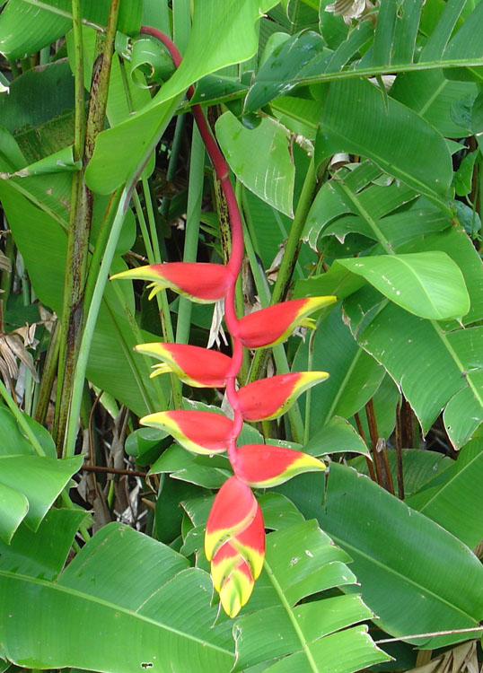Hawaii flora and fauna photos by Shiyana Thenabadu